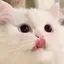 にゃこのプロフィール画像