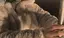 ネコのプロフィール画像