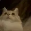 kのプロフィール画像