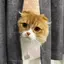 いわさきさんのプロフィール画像
