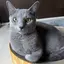 ショウのプロフィール画像