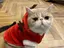 あやかのプロフィール画像