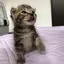 さあのプロフィール画像