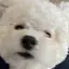 momocamのプロフィール画像
