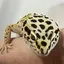 ジンジンのプロフィール画像