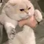 ちゃむちのプロフィール画像