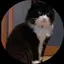 ちさのプロフィール画像