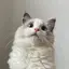ccのプロフィール画像