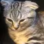 Miyuのプロフィール画像