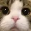 リのプロフィール画像