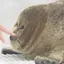 らるのプロフィール画像