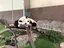 おもちのプロフィール画像