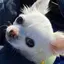 ココのプロフィール画像