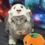 ぷちのプロフィール画像