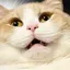 nのプロフィール画像