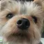 りんりんのプロフィール画像