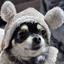 ゆきまるのプロフィール画像