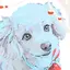 コムギのプロフィール画像