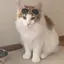 れっちゃんのプロフィール画像