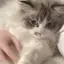 𝓚のプロフィール画像