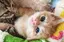 にゃんのプロフィール画像
