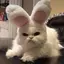 味玉のプロフィール画像