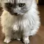 いぬのプロフィール画像
