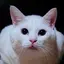 ちーこのプロフィール画像