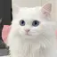 ‎🤍のプロフィール画像