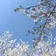 美桜のプロフィール画像