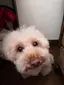 チロルのプロフィール画像