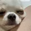 ぽてんのプロフィール画像
