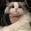 じぇのプロフィール画像