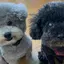 よしこのプロフィール画像