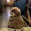 Miuのプロフィール画像