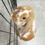 しゃけまるのプロフィール画像