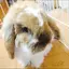 まゆこのプロフィール画像
