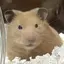 音色のプロフィール画像