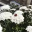 ともこのプロフィール画像