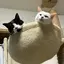 チムたんのプロフィール画像