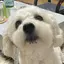 ゆのプロフィール画像