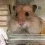 愛依香のプロフィール画像