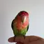楓のプロフィール画像