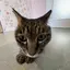 🐱のプロフィール画像