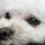 だいこんのプロフィール画像