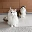 αのプロフィール画像
