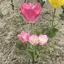 もすけのプロフィール画像