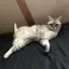 だんにゃんのプロフィール画像
