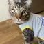 nahoのプロフィール画像