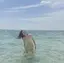 mauiのプロフィール画像